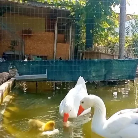 Jamm Ja *